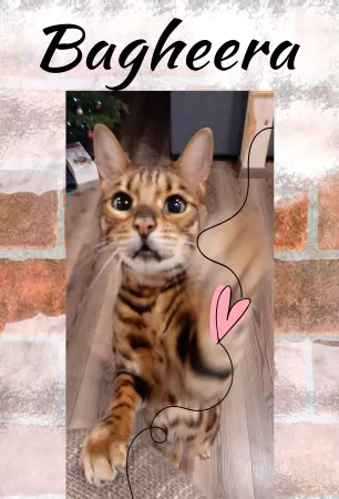  Katzen Bagheera Bild