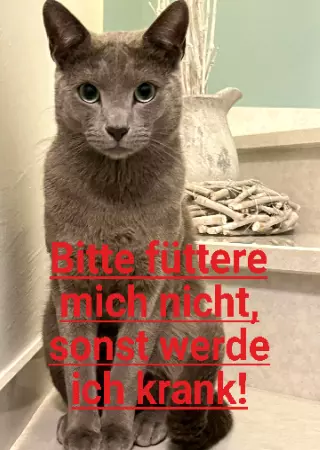 Katzen Bitte füttere mich nicht, sonst werde ich krank! Bild