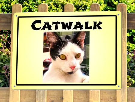 Katzen CATWALK Bild