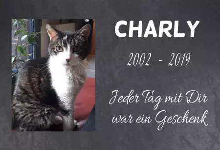 Katzen Charly Bild