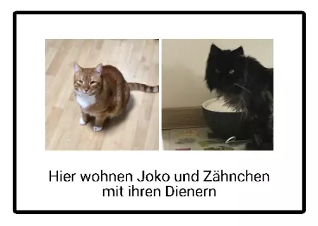 Katzen Joko und Zähnchen Bild