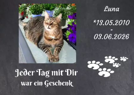 Katzen Luna Bild