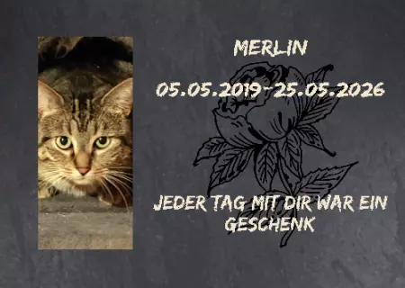 Katzen Merlin Bild